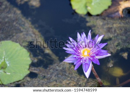 The beautiful pattern lotus in garden