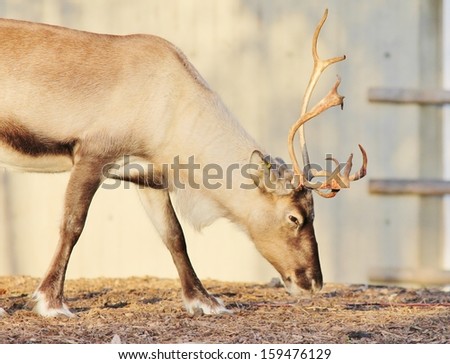 full grown shaggy Reindeer with peeling shedding velvet on antlers stock, photo, photograph, image, picture 
