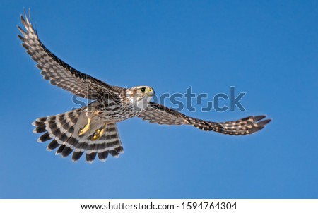 A wild prairie merlin showing the details of the underside of the bird. Royalty-Free Stock Photo #1594764304