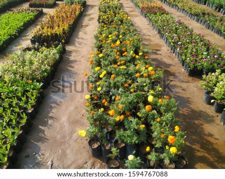 A beautiful picture of flowers park colourful flowers in a raw grown flowers