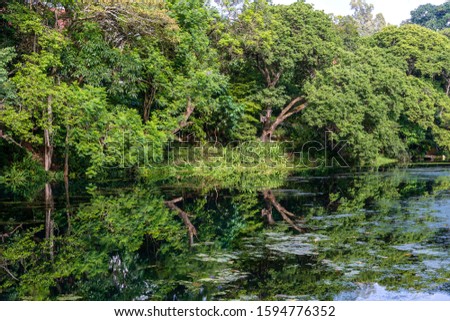 Green tropical trees on a lake with reflection, Tanzania, east Africa