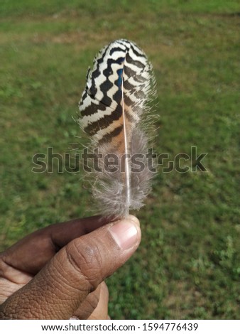 A beautiful picture of bird feadher hold on hand