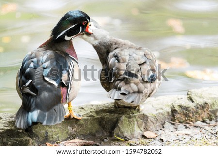 Mother Wood Duck with her son in a city pond
