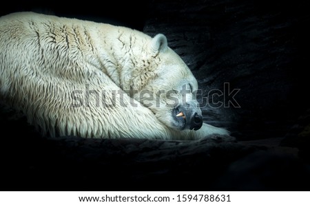 Polar white bear sleeping on snow rock. Sleeping polar bear in white winter zoo. Portrait of peaceful sleepy polar white bear Ursus Maritimus curled up in snow. Animal hibernate on stone background.
