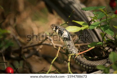The grass snake Natrix natrix, snake hides in the grass and is on the hunt, the best photo.