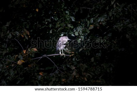 A young black-crowned night heron juvenile Nycticorax nycticorax hiding in a bush, the best photo.