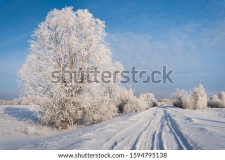 Winter, frost, along the snow-covered road trees and bushes covered with frost, bright blue sky.