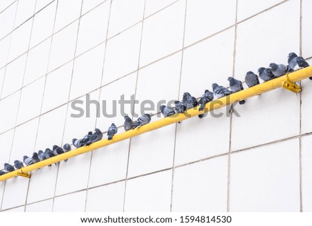 City birds gray pigeons sit in a row on a yellow gas warm pipe against a white wall. Diagonal.