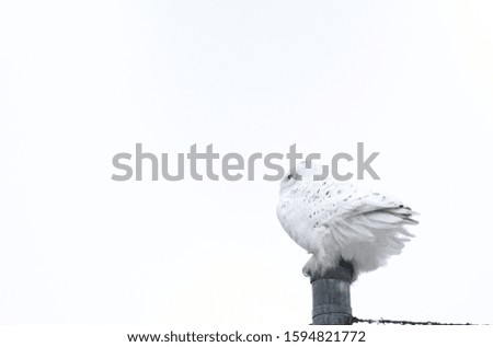 Snow Owl Perched on a fence. 
