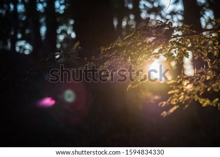 Trees and sunbeams. Forest at sunset. Screensaver for your desktop