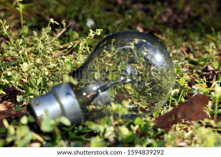 picture of bulb in garden in uttarakhand india