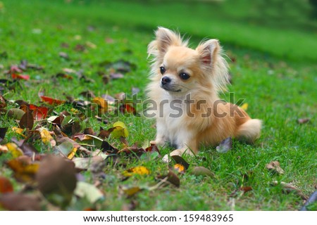 Longhair chihuahua lying in grass looking at autumn leaves on the ground