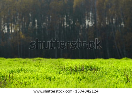 Beautiful bright green field on a background of autumn forest.