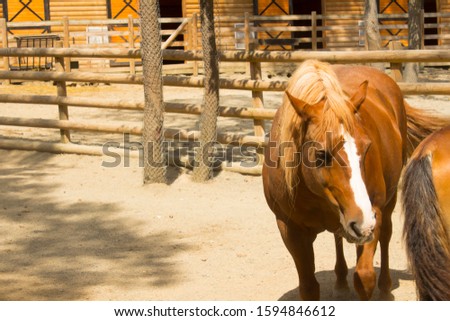 Horse concept in artificial habitat. Fawn brown mane, brown horse with white line on its head.