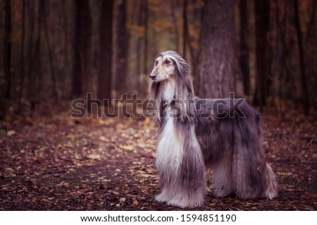 Dog, gorgeous Afghan hound, full-length portrait, against the background of the autumn forest, space for text , toned red