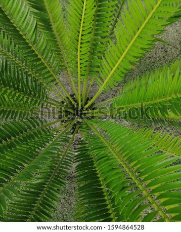 The fresh green leaves of palm tree in the forest