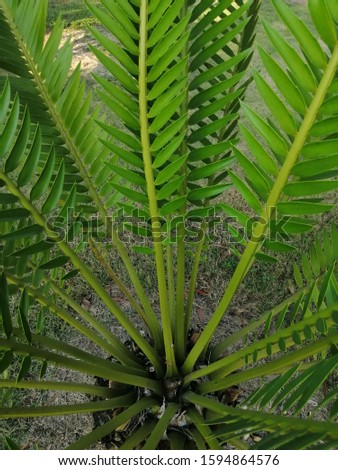 The fresh green leaves of palm tree in the forest