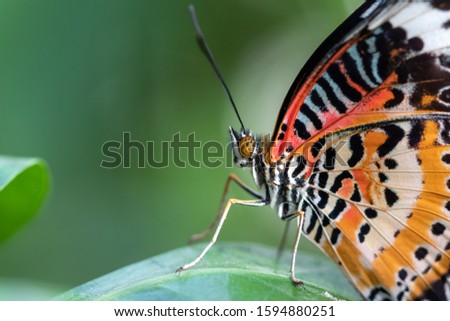 A beautiful picture of a colorful butterfly standing on a leaf - closeup, macrophotography