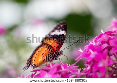 A beautiful picture of a colorful butterfly standing on a pink flower - closeup, macrophotography