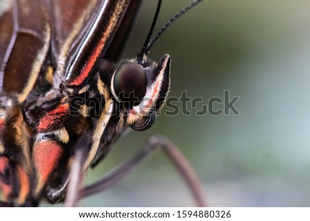 A beautiful picture of a colorful head of a butterfly - closeup, macrophotography