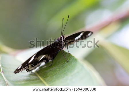 A beautiful picture of a colorful butterfly standing on a leaf - closeup, macrophotography