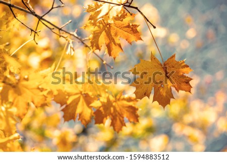 Maple branch with yellow leaves in the park in autumn. Nature background