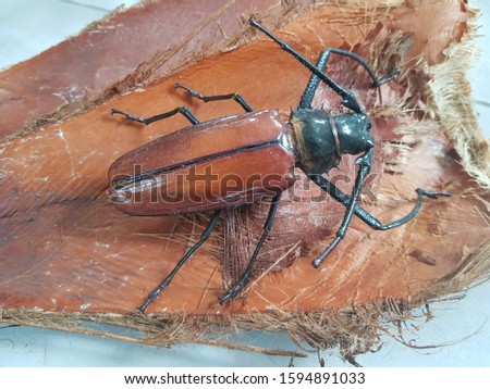 Titan beetle (Titanus giganteus) Cerambycidae family. Found: Near Mamori Lake, Amazon – Brazil