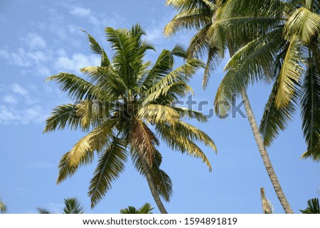 Green palm trees under a bright blue sky