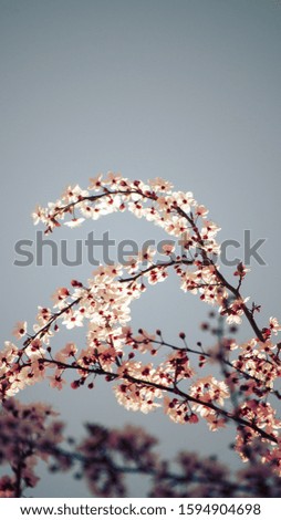 Bright pale pink spring flowers. branch of blossoming apple tree or cherry with white and light flowers against blue sky. Summer natural backdrop. Botanical bloom concept. Copy Space. Selective focus.