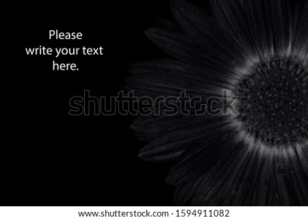 Black background. Background from chrysanthemum closeup with copy space. Black and white photo.