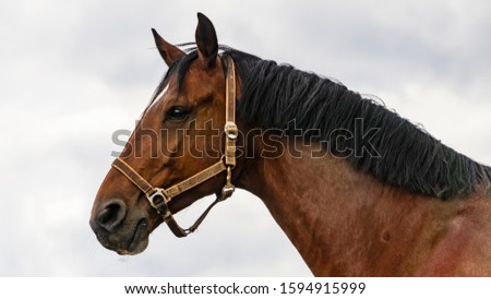 Bay horse portrait outdoor against white sky. Animal concept.