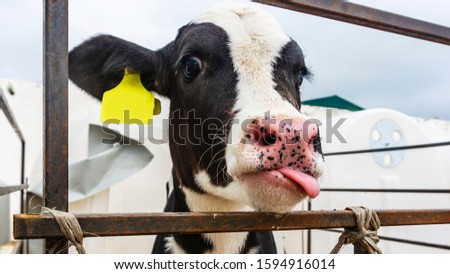 Funny calf shows tongue on a farm. Animal and business concept. Royalty-Free Stock Photo #1594916014