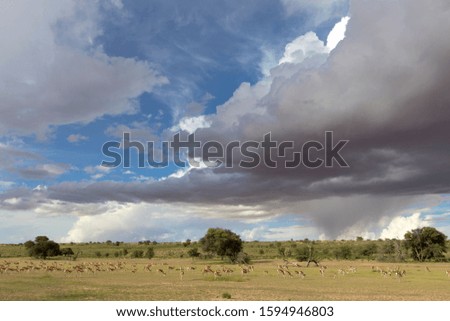 Springbok (Antidorcas marsupialis), during the rainy season, Kgalagadi Transfrontier Park, Kalahari desert, South Africa/Botswana