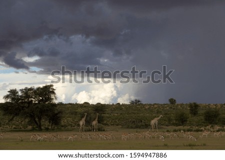 Rainy season, Kgalagadi Transfrontier Park, Kalahari desert, South Africa/Botswana