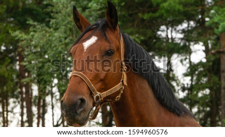 Bay horse portrait outdoor against white sky. Animal concept.