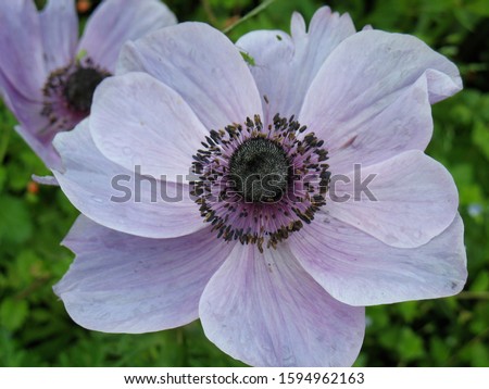 Wide open, lilac anenome flower head Royalty-Free Stock Photo #1594962163