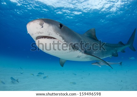 Tiger Shark at Tiger Beach in the Bahamas
