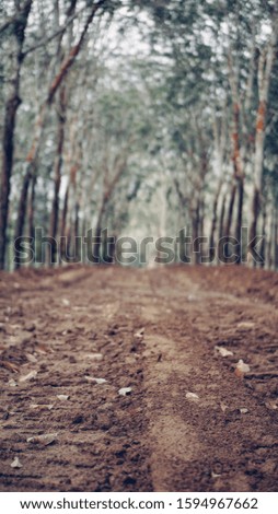 picture of the ground surface with a bokeh rubber tree background. background selective focus. 