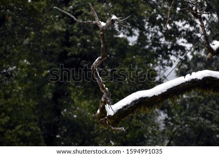Beautiful picture snow in tree branch