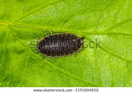 Vadnais Heights, Minnesota.  Sow bug, Porcellio dilatatus. Top view on green leaf.