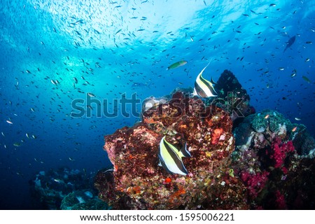 Colorful hard and soft corals on the reef at Richelieu Rock, Thailand Royalty-Free Stock Photo #1595006221