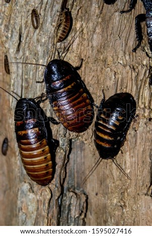 Madagascar hissing cockroaches. "Gromphadorhina portentosa" 