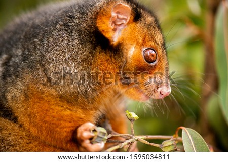 Detailed closeup of an Australian Ringtail Possum