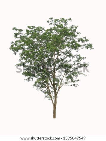 Big  green tree  on white background for archtitecture and advertisement.