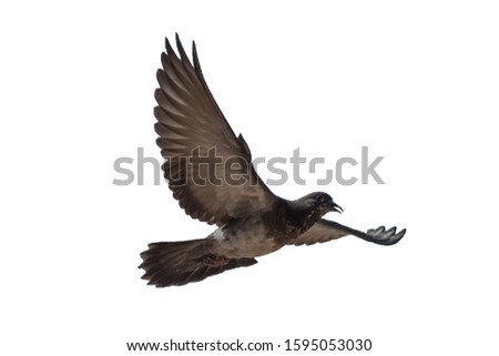 Free flying pigeons on white background pictures