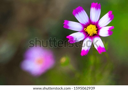 background nature colorful purple cosmos flowers in garden photograph postcard style 