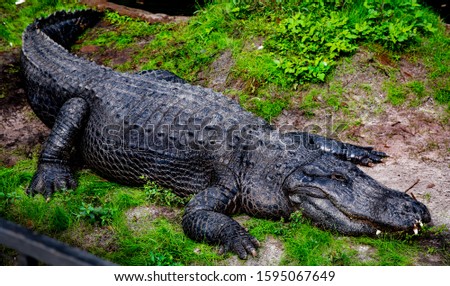 beautiful pictures of alligators in nature