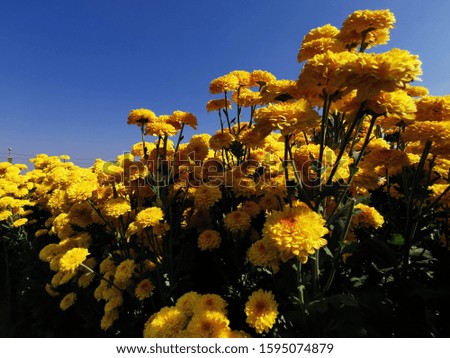 Beautiful  yellow​ or​ orange​ flowers, floral and natural backgrounds