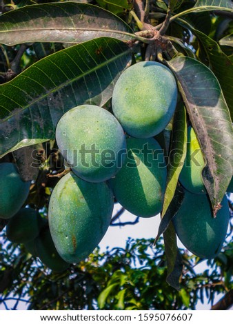 Fresh green mangoes on trees