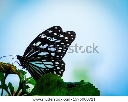 Beautiful butterfly , It is blue tiger butterfly species sitting on flower and collecting nectar. They have white spotted spreading wings. Surrounding is also colourful. 
